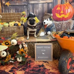 Harvest Festival Photoshoot