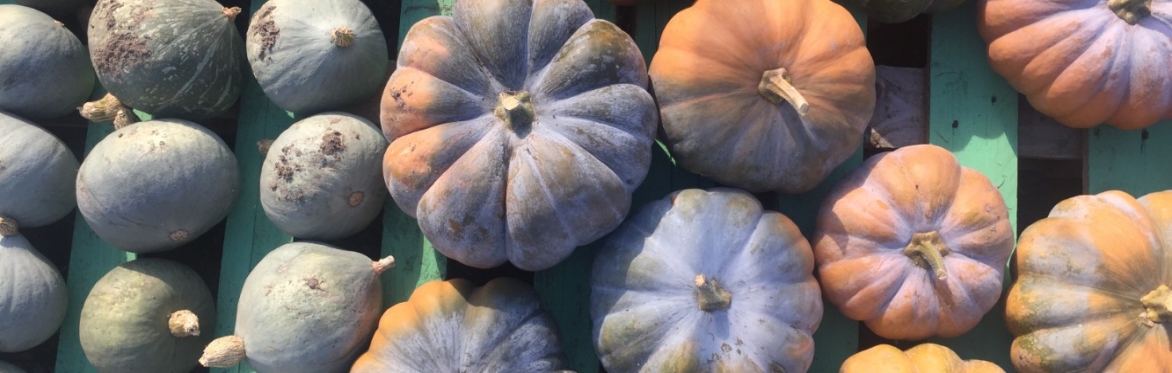 EnField to Fork: A harvest farm tour and supper