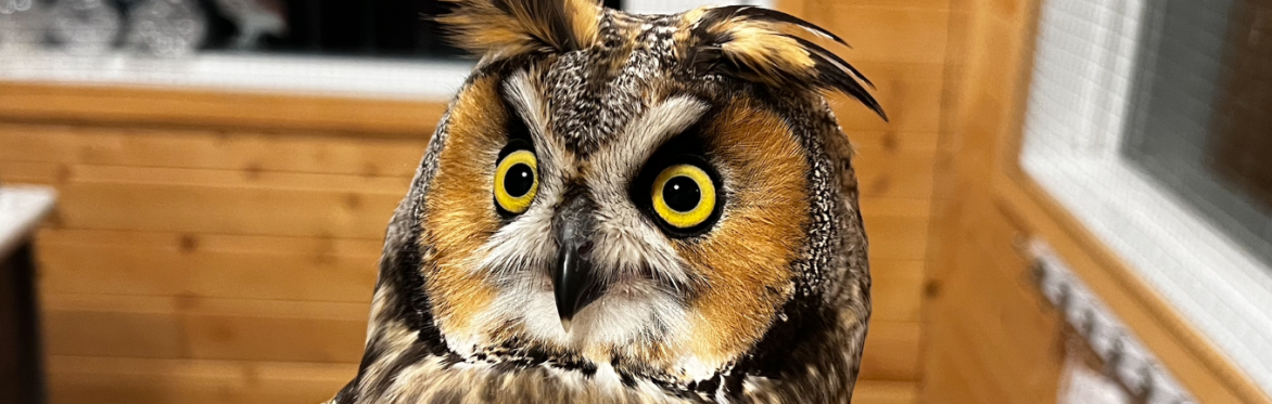 Long-eared Owl