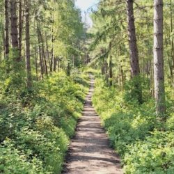 Evening Forest Bathing & T'ai-Qi