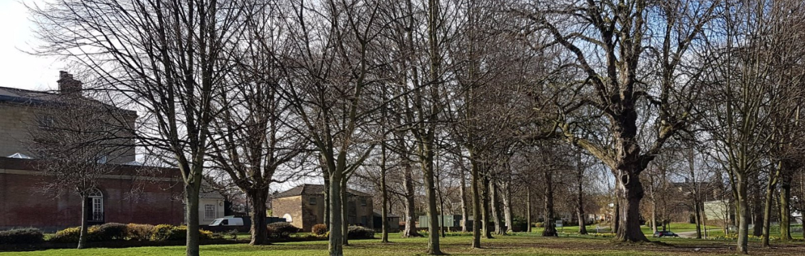 Trees in Hillsborough Park