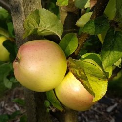 Pick-up a fruit tree at PLANT's fruitfest