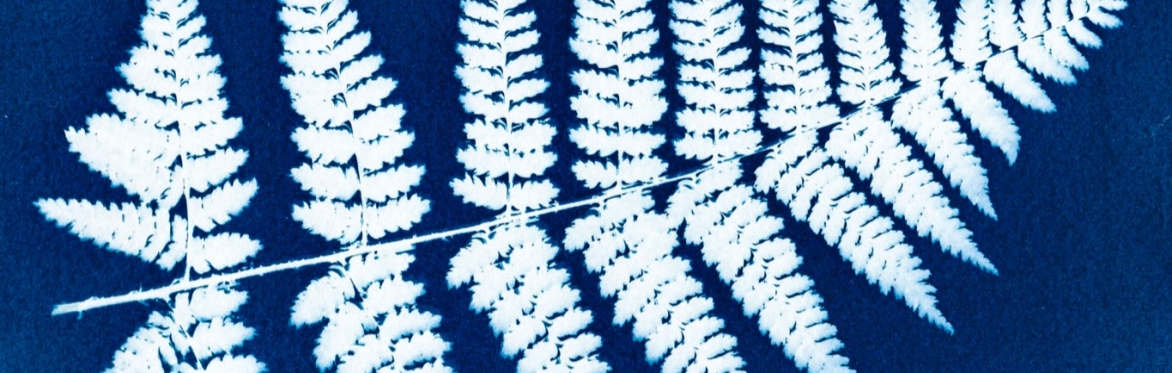 The Creative Arts Club: Art for All Cyanotypes - Working with Summer Light
