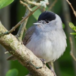 Spring Birdsong Academy Walkshop - Stanmer Park, Brighton