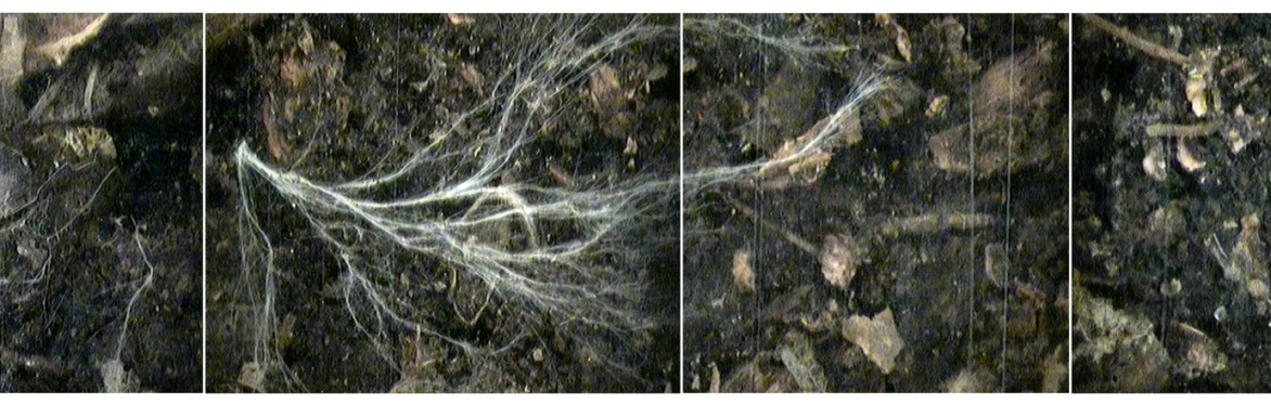 PHYTO PHOTOGRAPHIES: Illuminating Natural Eco-Systems (with Clare Hewitt and Olga Grotova)
