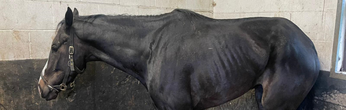 Equine Grass Sickness