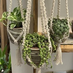 Macrame plant hanger