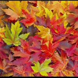 Autumn Equinox Yoga & Breathwork Half Day Retreat