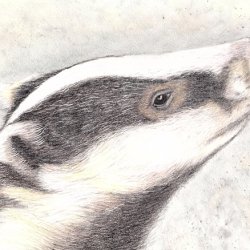 Badger coloured pencil portrait with Karen Coulson