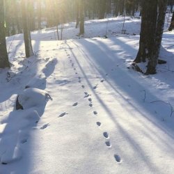 Animal Tracking in the Snow with Dan Yacobellis (Session 1)