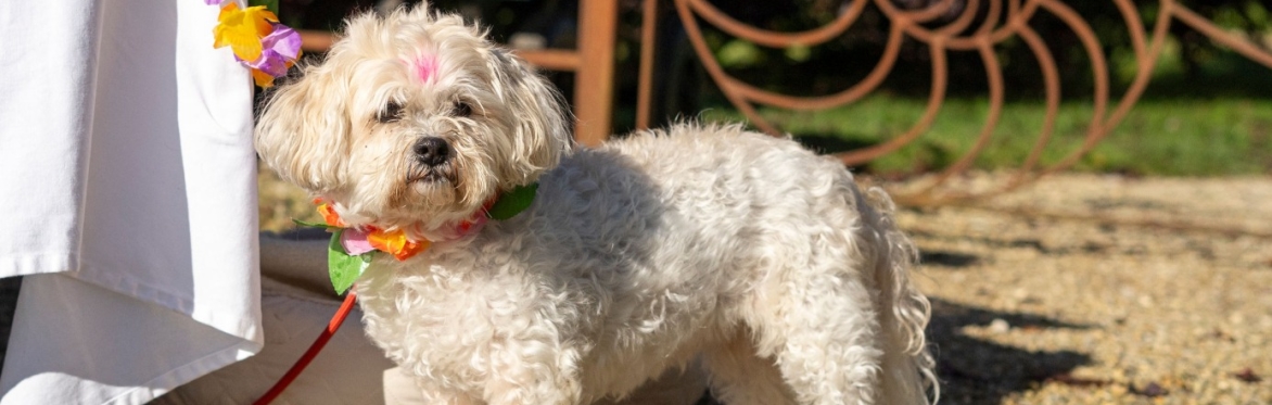 Traders fee for Paws around the park