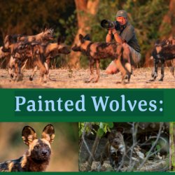 Painted Wolves: A Walk on the Wild Side