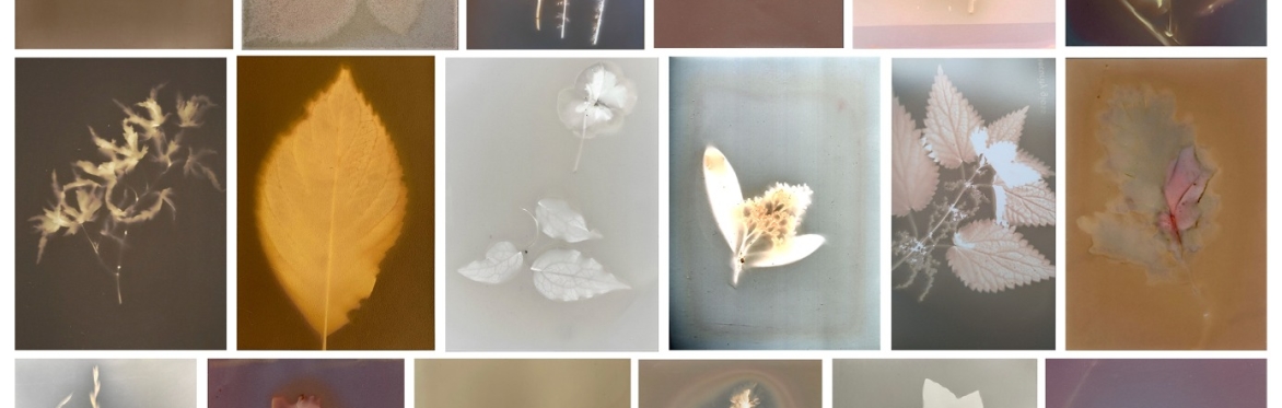 Everything in the forest is the forest: Photography, Connection and Ecology