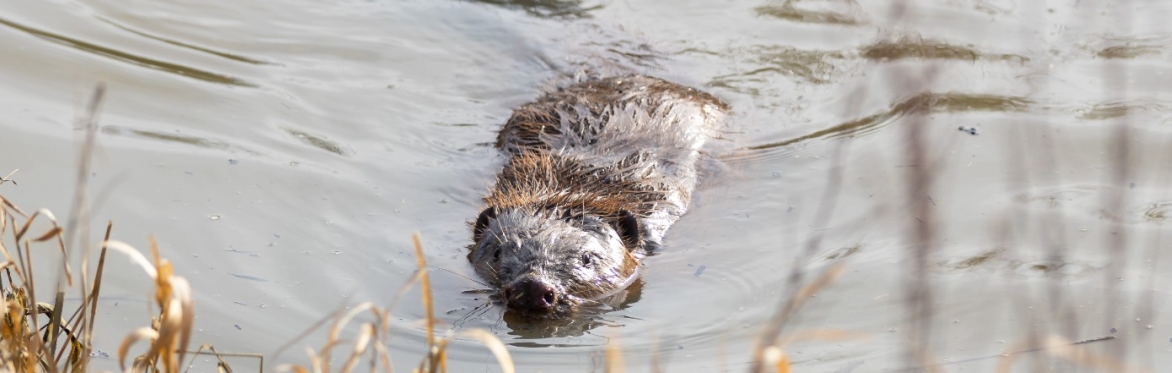 Beaver Enclosure Tour
