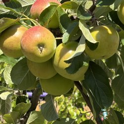 Community Harvest and Apple Pressing Feast with Annie Lord