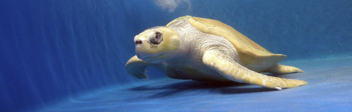 2026 Sea Turtle Center Guided Tour