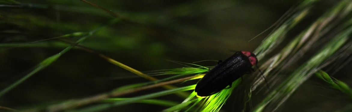 An Introduction to Bats and Fireflies with Conrad Vispo and Kyle Bradford