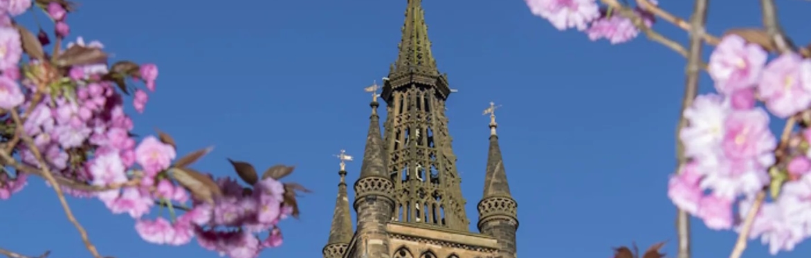 cherry blossom and the univeristy of glasgow toower