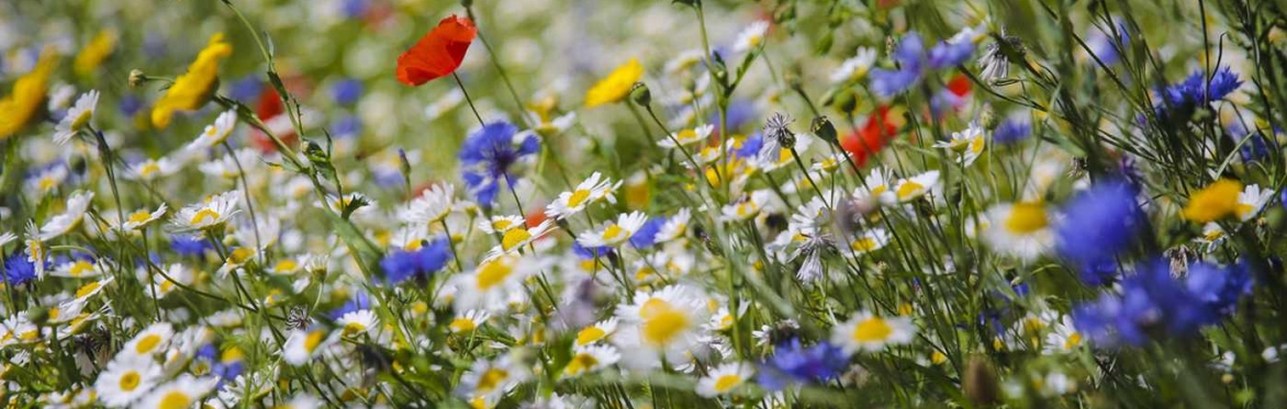 Know and Grow Wildflowers