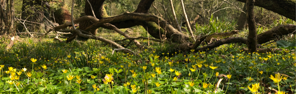 Spring time Forest Bathing Experience