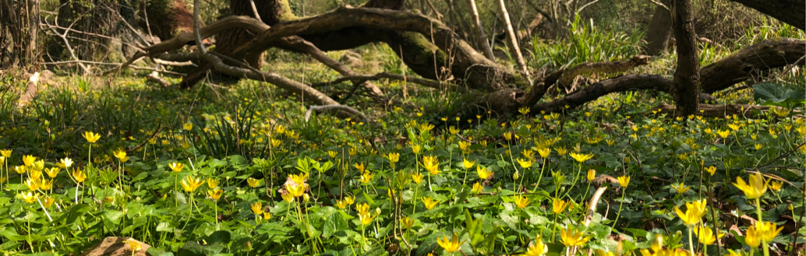 Spring time Forest Bathing Experience