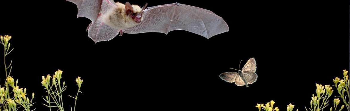 Night Crawlers : Bats + More
