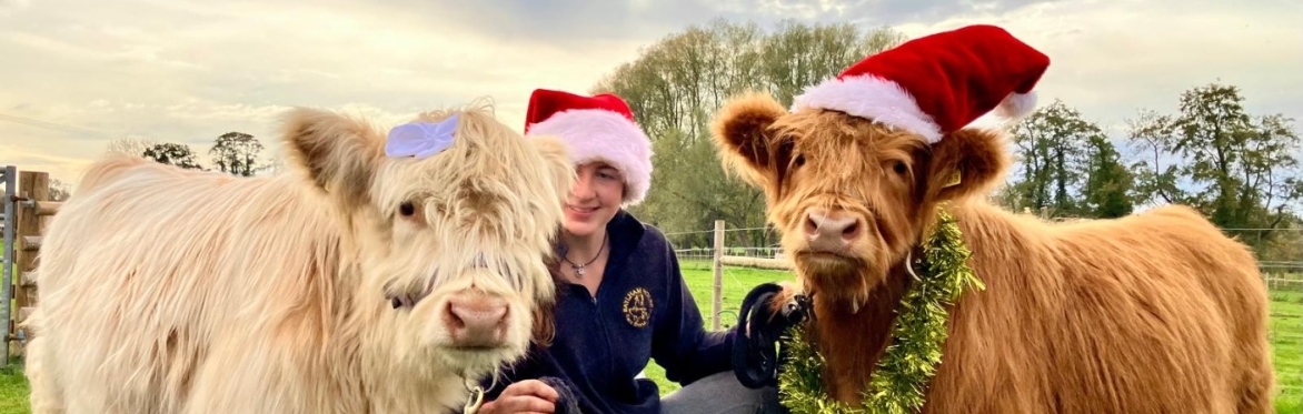 Highland Cow Wreath Making Experience ( 5th December 2026 )