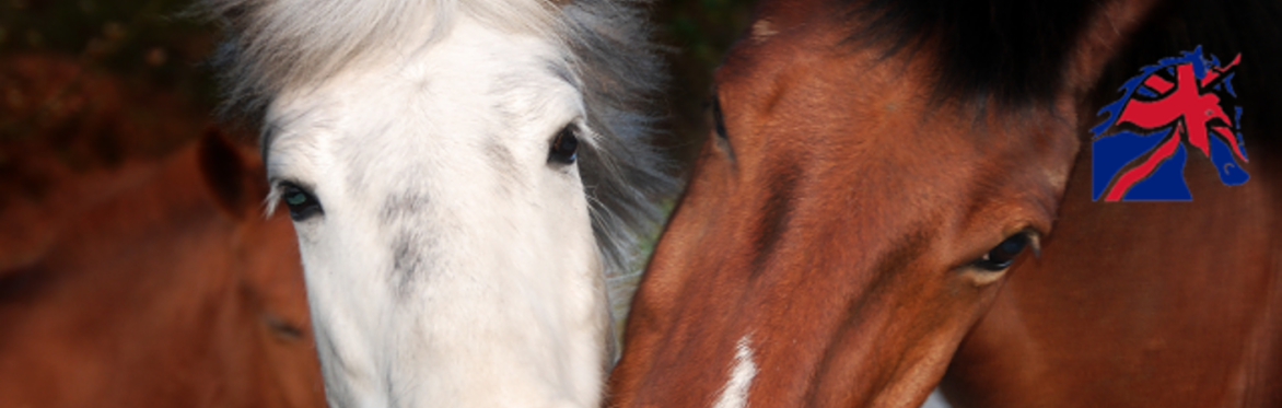 Key Contractual Considerations for Riding Schools