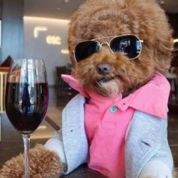 Wine Night August: Riding out the Dog Days