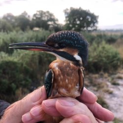 Planet Wimborne Green Festival 2026 - Bird Ringing at Deans Court