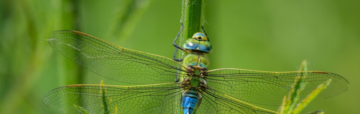 ﻿Summer Safari: Bugs, Birds and Beyond