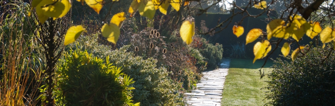 Succession planting in the mixed border