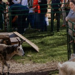Farm Play