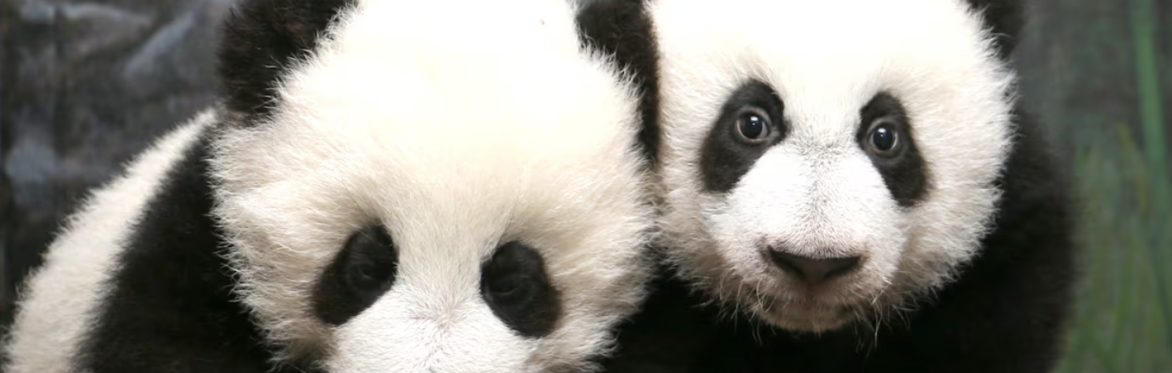 $119-SPE-ICE with the Toronto Zoo