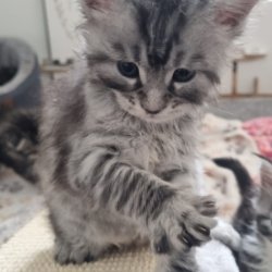 Meet our Maine Coon Athena and her kittens !