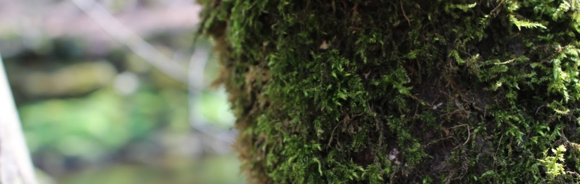 Moss Study Club