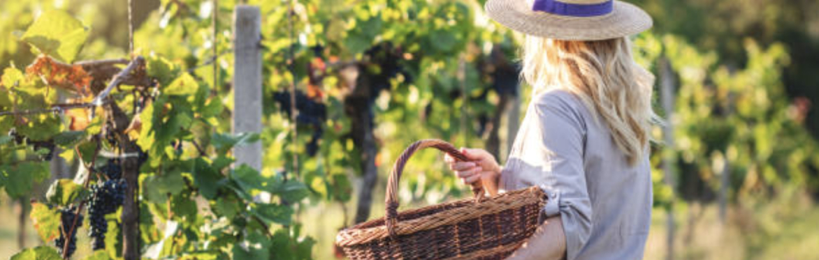 Harvest Festival | Wine & Food Tasting