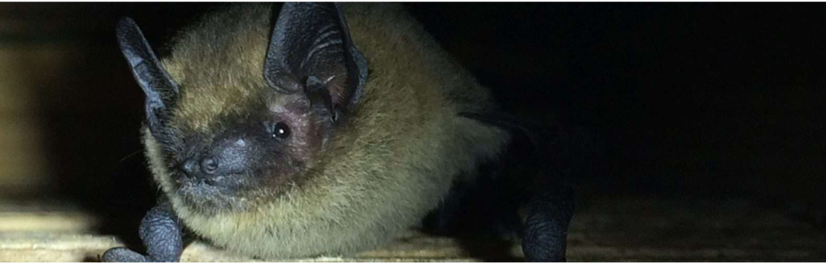 River Ara Bat and Wildlife Walk