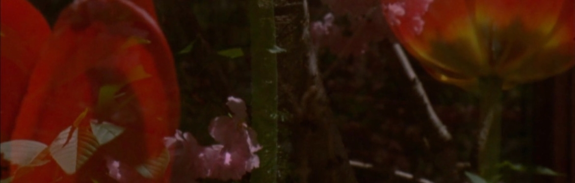 Flowers, as seen in Robert Todd's film "Spring Songs"
