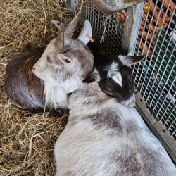 Goats cuddling