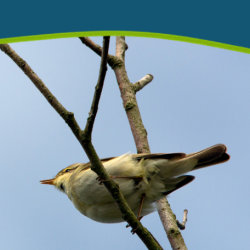 Landschap: Vroege vogels 1