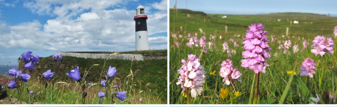Botanical Skills NI: 3-day Field Meeting in Rathlin Island, Co. Antrim