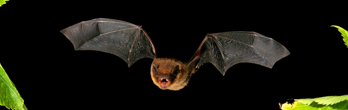 Bat in flight across a dark evening sky