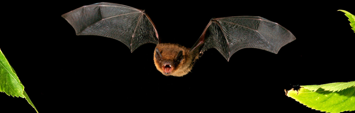 Bat in flight across a dark evening sky