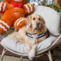 Golden Retriever Cafe Christmas - Bournemouth