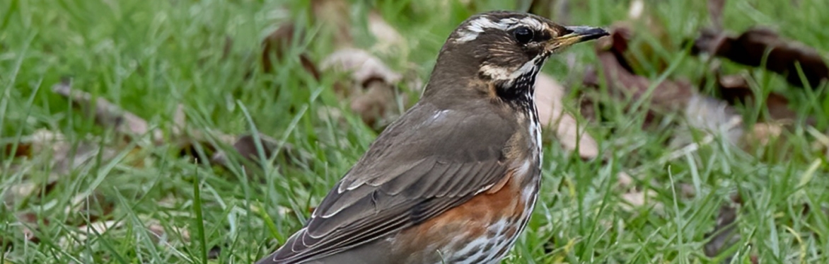 New Year Birdsong Academy Walkshop - Stanmer Park, Brighton