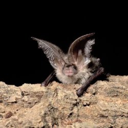 Brown long eared bat on a tree limb