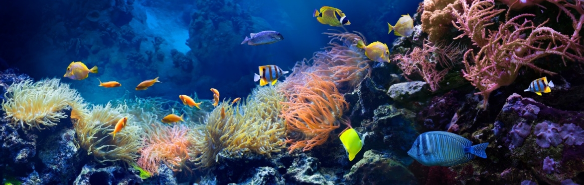 Cocktails, Corals, and Conversation with Shari Regenbogen Ross (21+)