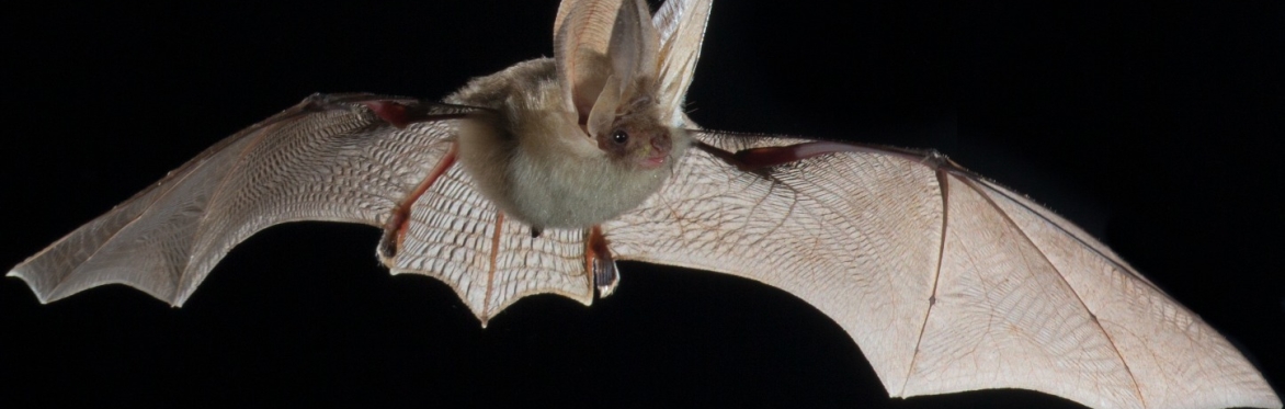 British Bats, their Ecology and Conservation (online)