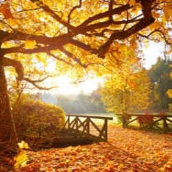 Introductory Workshop with Gillie Gilbert - An exploration of the theory and practice of Biodynamic Psychotherapy